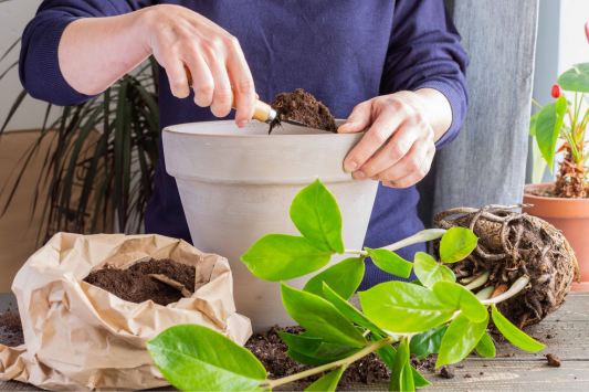 Do you know how to transplant your plants correctly? Here is a step by step guide